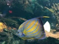 Blue ring angelfish in an aquarium Royalty Free Stock Photo