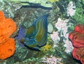 Blue Ring Angelfish and Coral Royalty Free Stock Photo