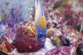 Blue-ring angelfish Royalty Free Stock Photo