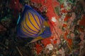 Blue ring angelfish, Pomacanthus annularis Royalty Free Stock Photo