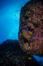 Blue ring angelfish, Pomacanthus annularis Royalty Free Stock Photo