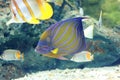 Blue ring angelfish Royalty Free Stock Photo