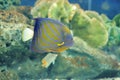 Blue ring angelfish