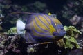 Blue ring angelfish Pomacanthus annularis. Royalty Free Stock Photo