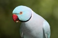 Blue Ring Neck Parrot Royalty Free Stock Photo