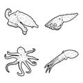 Blue Ring Octopus Animal Vector Illustration Hand Drawn Cartoon Art Royalty Free Stock Photo