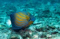 Blue ringed angelfish Royalty Free Stock Photo