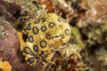 Blue-Ringed Octopus