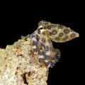 Blue-ringed Octopus Royalty Free Stock Photo