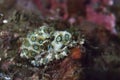 Blue-ringed octopus Hapalochlaena lunulata Royalty Free Stock Photo