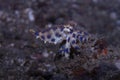 Blue-ringed octopus Hapalochlaena lunulata Royalty Free Stock Photo