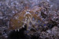 Blue-ringed octopus Hapalochlaena lunulata Royalty Free Stock Photo
