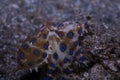 Blue-ringed octopus Hapalochlaena lunulata Royalty Free Stock Photo