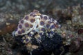 Blue-ringed octopus Hapalochlaena lunulata Royalty Free Stock Photo