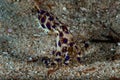 Blue-ringed octopus Hapalochlaena lunulata Royalty Free Stock Photo