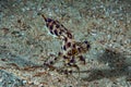 Blue-ringed octopus Hapalochlaena lunulata Royalty Free Stock Photo