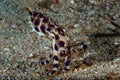 Blue-ringed octopus Hapalochlaena lunulata Royalty Free Stock Photo