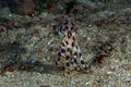 Blue-ringed octopus Hapalochlaena lunulata Royalty Free Stock Photo