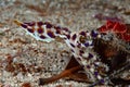 Blue-ringed octopus Hapalochlaena lunulata Royalty Free Stock Photo