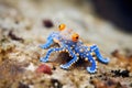 blue-ringed octopus on reef floor