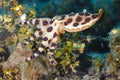 Blue ringed octopus on reeftop in Lembeh Strait, Indonesia Royalty Free Stock Photo