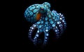 Blue ringed octopuses tetrodotoxin poisonous octopus dangerous aquatic animals black background