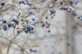 Blue ripe blackthorn berries on a branch after frost. Late fall.