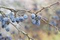 Blue ripe blackthorn berries on a branch after frost. Late fall.