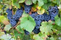 Blue ripe grapes growing on the vineyard, Moselle valley in autumn Royalty Free Stock Photo