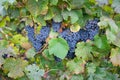 Blue ripe grapes growing on the vineyard, Moselle valley in autumn Royalty Free Stock Photo