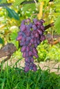 Blue ripe large grapes close-up macro. Grape bush with bunches of berries and green leaves Royalty Free Stock Photo