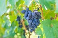 Blue ripe large grapes close-up macro. Grape bush with bunches of berries and green leaves Royalty Free Stock Photo