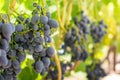 Blue ripe large grapes close-up macro. Grape bush with bunches of berries and green leaves Royalty Free Stock Photo