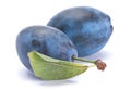 Blue ripe plum