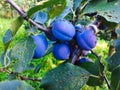 Blue, ripe plum fruits on a branch with leaves on the tree, plums almost ready to harvest