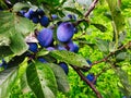 Blue, ripe plum fruits on a branch with leaves on the tree, plums almost ready to harvest
