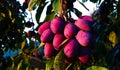 Blue ripe plums on a branch with a leaves