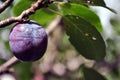 Blue ripe single plum on twig, close up macro detail, blurry green leaves