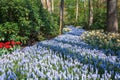 Blue river from flowering Muscari Royalty Free Stock Photo