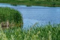 Blue river and green grass reeds Royalty Free Stock Photo