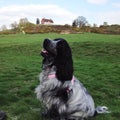 Blue Roan English Cocker Spaniel