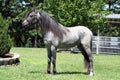 Blue roan horse