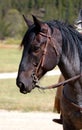 Blue Roan Horse 2