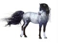 Blue Roan Horse