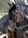 Blue Roan Horse Eyeing Reflector