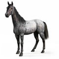 Blue Roan horse on a white background.