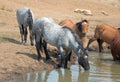 Blue Roan stallion drinking at the waterhole with herd of wild horses in the Pryor Mountains Wild Horse Range in Montana USA Royalty Free Stock Photo