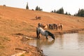 Blue Roan Stallion drinking at waterhole with herd of wild horses in the Pryor Mountains Wild Horse Range in Montana USA Royalty Free Stock Photo