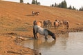 Blue Roan Stallion drinking at waterhole with herd of wild horses in the Pryor Mountains Wild Horse Range in Montana USA Royalty Free Stock Photo