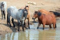 Blue Roan stallion with herd of wild horses at the waterhole in the Pryor Mountains Wild Horse Range in Montana USA Royalty Free Stock Photo